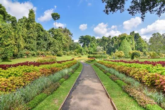 Majestic palm-lined avenue at Royal Botanic Garden Peradeniya